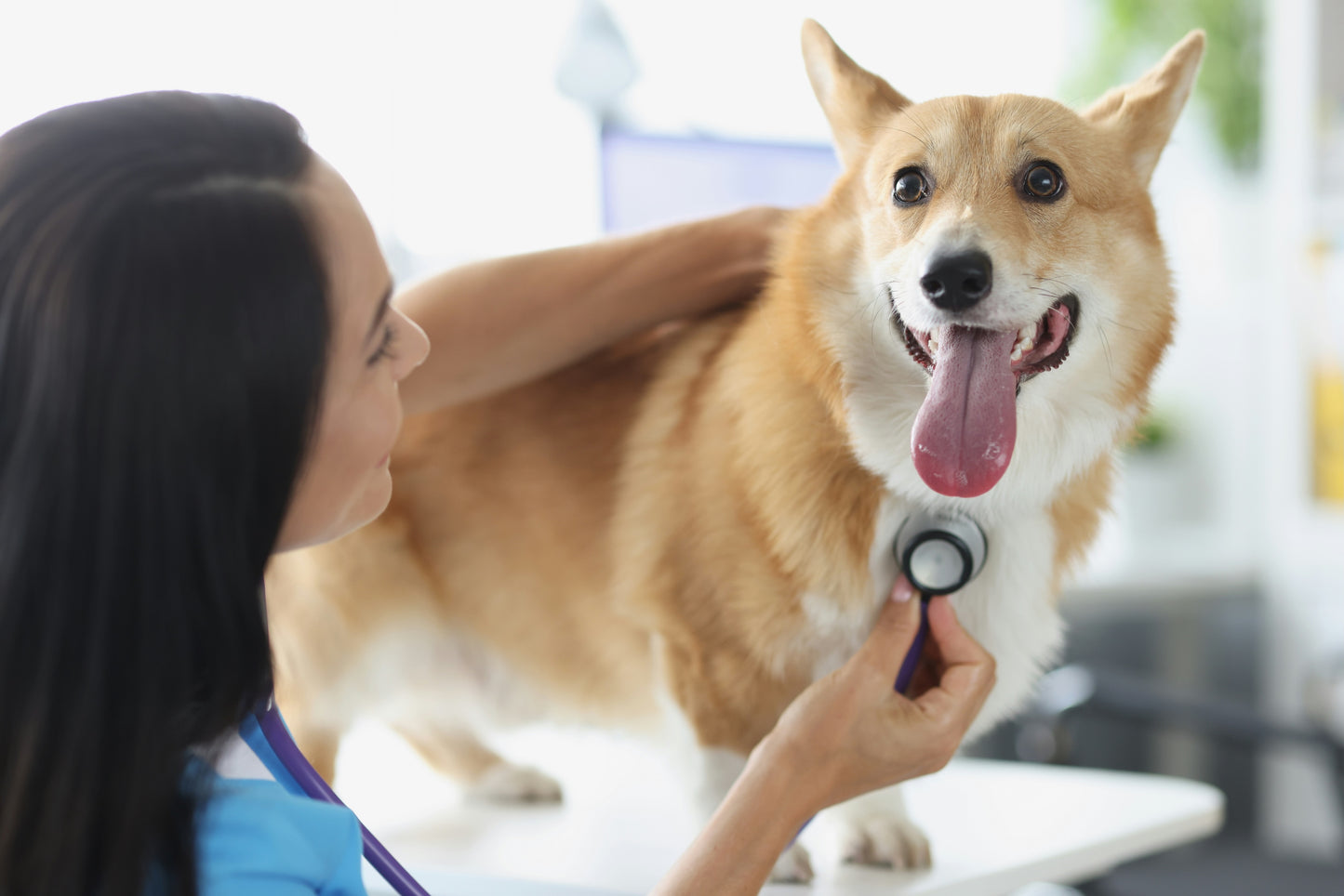 Online Veterinary Consultation – General Health Check