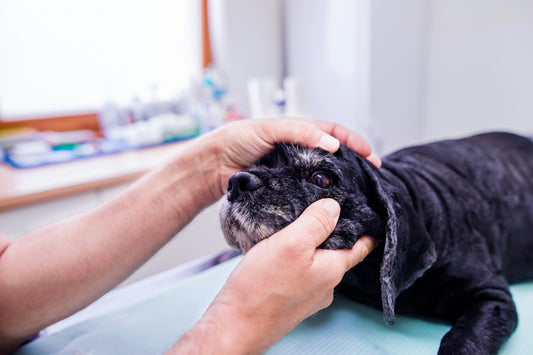 Senior Pet Wellness Consultation