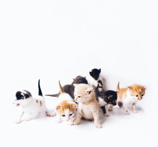 Puppy & Kitten Care Starter Program