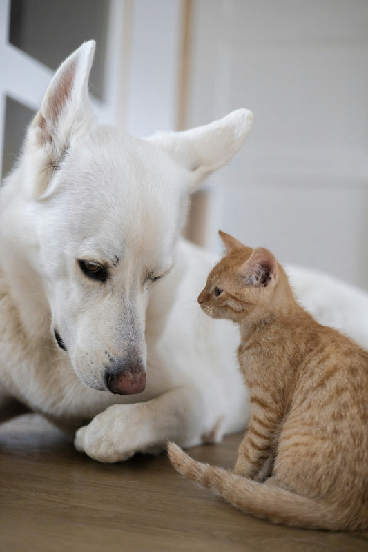 Behavioral Consultation for Dogs and Cats